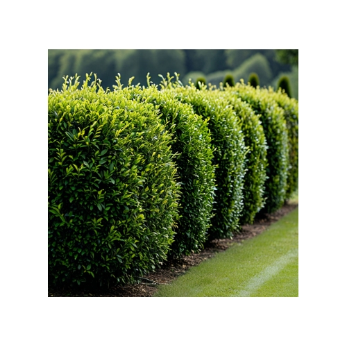 Виды клумб, их особенности