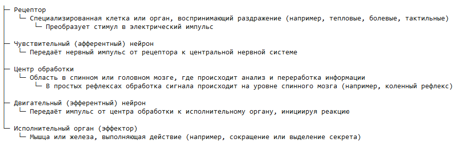 Структура рефлекторной дуги