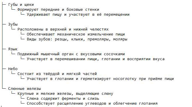 Строение начального отдела