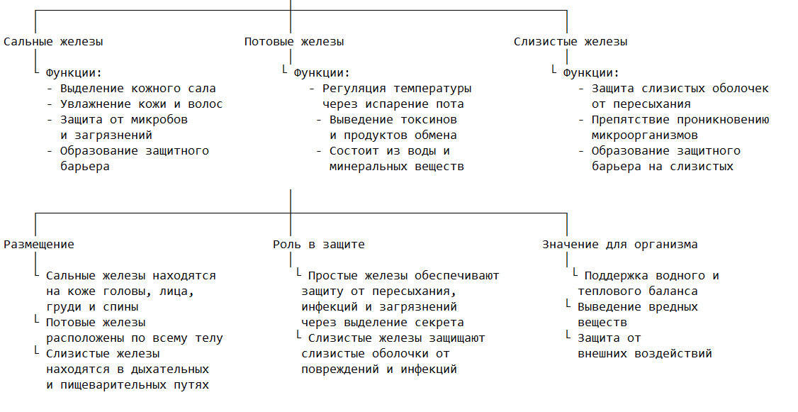 Строение и функции простых железистых структур